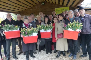 Plus de 110.000 tulipes contre le cancer