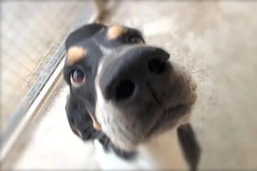 Mister, un adorable chien de chasse à adopter à l'APA du Puy-de-Dôme
