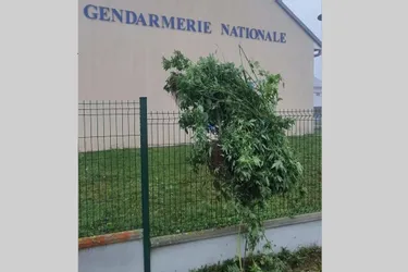 Des pieds de cannabis « livrés » devant la brigade de gendarmerie de Cérilly (Allier)