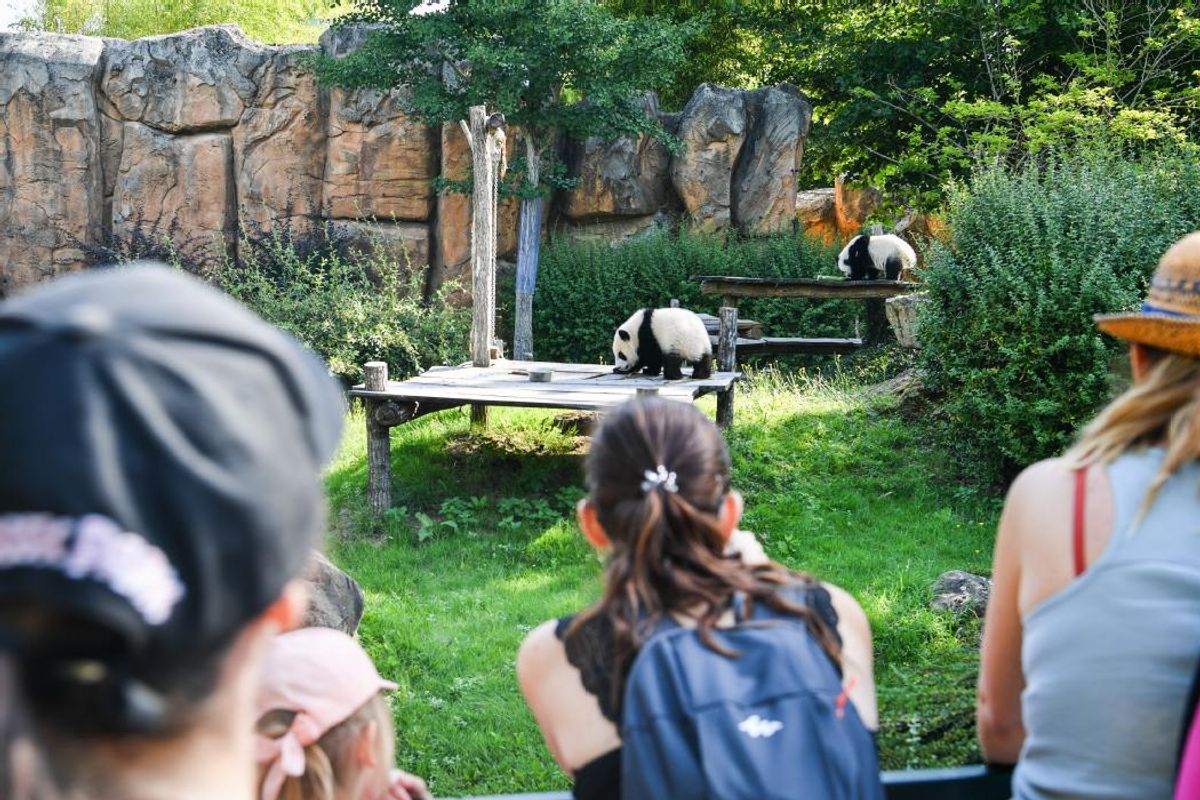 Zoo de beauval : un record de fréquentation pour 2022, des nouveautés pour 2023