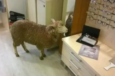 Un mouton s'invite dans un magasin d'optique à Brou