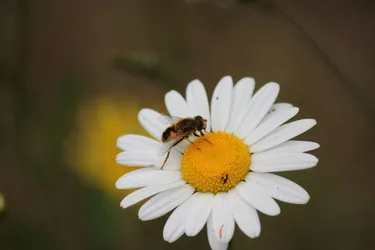 Découvrir les abeilles et le miel
