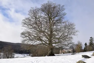 Lou Deime, un hêtre de Chavagnac (Cantal), prix du jury du concours de l'arbre de l'année