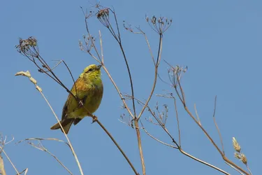 Ces cinq oiseaux communs qui disparaissent en Auvergne