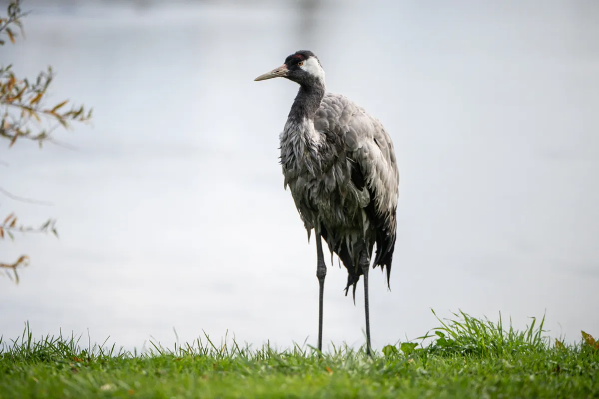 Les grues cendrées décimées par le virus de la grippe aviaire dans la  Nièvre - La Montagne