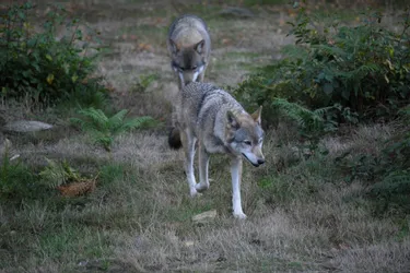 Le parc aux loups de Chabrières (Creuse) rouvre enfin ses portes ce mercredi 20 mai