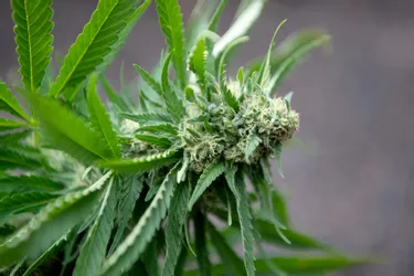 L'État veut-il du cannabis de Creuse ?