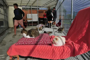 De plus en plus de chats à l'association protectrice des animaux du Puy-de-Dôme
