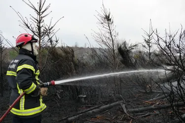 Un incendie détruit 5 hectares de forêt, ce dimanche, à Saint-Donat (Puy-de-Dôme)