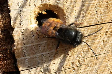 Rendez-vous avec une abeille solitaire à Chamalières