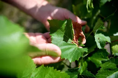 Selon son exposition, la vigne du Puy-de-Dôme a plus ou moins souffert des conditions climatiques