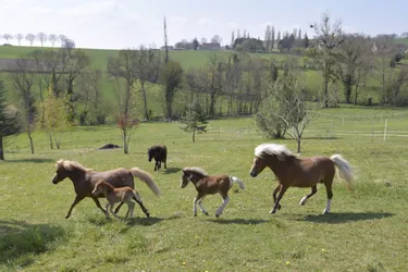 Camille Bornier et Laurent Jamet élèvent des chevaux miniatures américains de la race AMHA à Sussat (Allier)