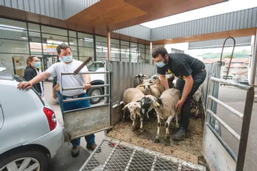 Douze moutons remplacent les tondeuses au centre hospitalier d'Aurillac (Cantal)