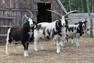 Des moutons de race Jacob mis à contribution pour entretenir le bassin d'orage à Mozac (Puy-de-Dôme)