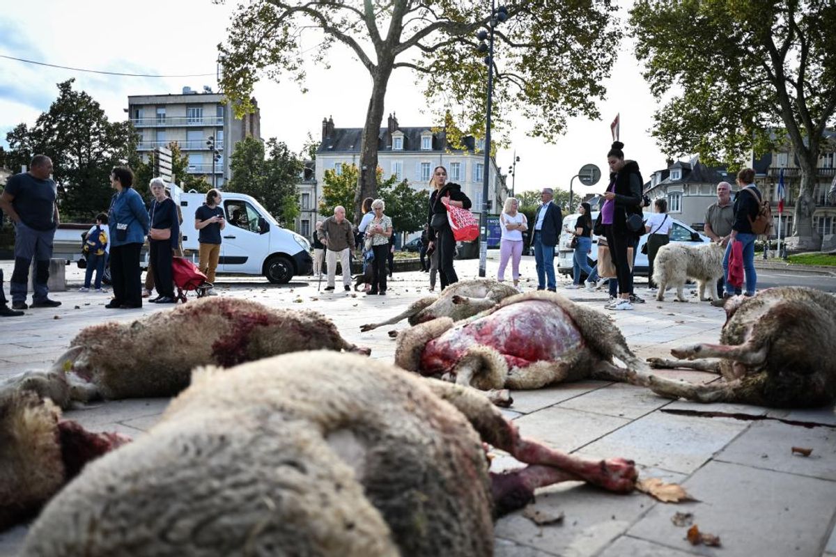 Après l'abattage d'un prédateur près d'un élevage ovin victime d'attaques : "Le loup n'a rien à faire dans la Nièvre"