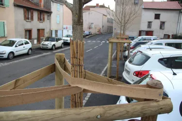 La ville de Brioude (Haute-Loire) plante cent onze arbres d'alignement en deux ans