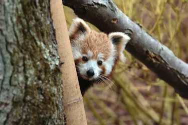 « Soigneur d'un jour » auprès des pandas roux du parc d'Auvergne