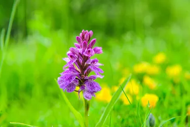 Orchidées d'Auvergne : trouvez la perle dans la prairie !