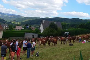 Un 1er concours cantonal avec 36 chevaux