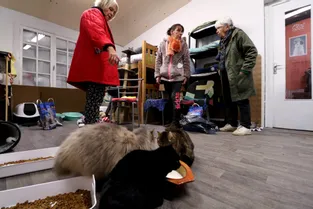 Le refuge du Chat perché à Mauriac (Cantal) a plus que jamais besoin de bénévoles et de dons pour ses animaux