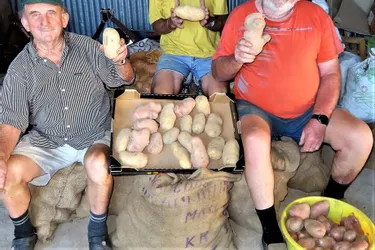 La récolte des pommes de terre donne satisfaction