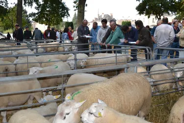 La foire nationale de reproducteurs ovins aura lieu le jeudi 6 septembre, au parc Charles-Silvestre