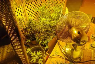 Un habitant de Glénic (Creuse) faisait pousser en secret onze pieds de cannabis chez lui