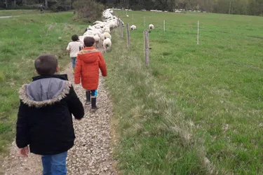 Petits bergers pour grand troupeau à la transhumance de Royère-de-Vassivière