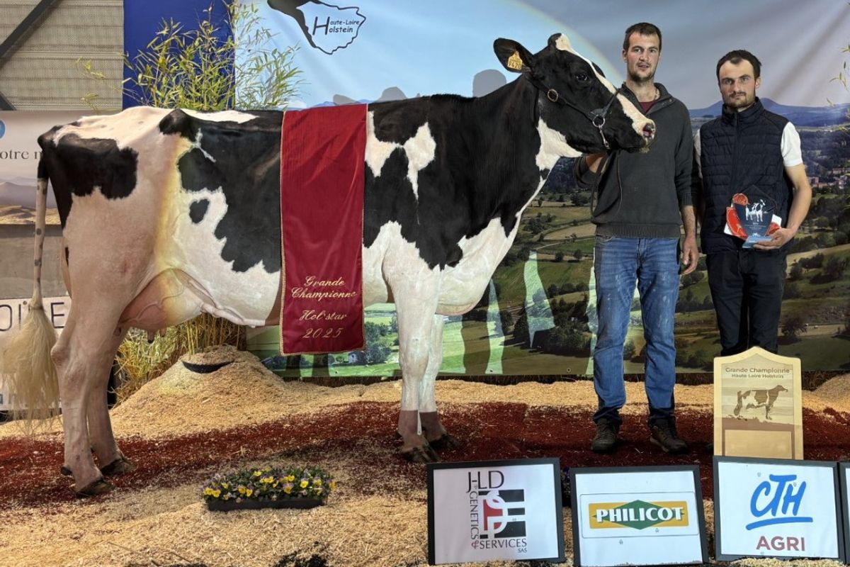Cette vache remporte le concours de la race prim’holstein en Haute-Loire