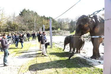 Première mondiale au Pal : l'éléphante Nina remarche après une double fracture