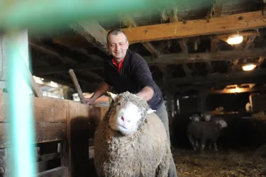 Sécheresse et Covid-19 : une année critique pour les éleveurs d’ovins de l’Allier