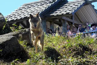 Forêt de Chabrières : des loups au beau milieu de la Creuse