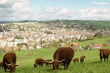 Département essentiellement d’élevage bovin, le Cantal compte 5.660 exploitations