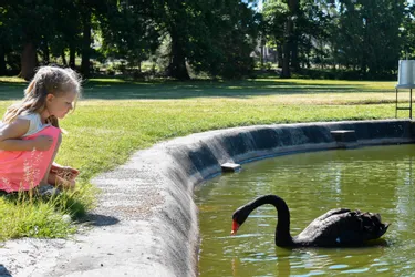Le cygne noir du parc Saint-Jean à Montluçon est veuf pour la seconde fois en trois ans