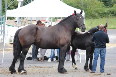 47 animaux pour le concours de chevaux lourds