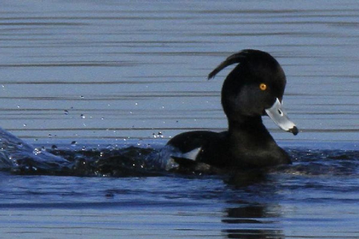 Sitemapcdatahttpsneedsmixel Thicoipeinfoles Canard De La Montagne Noirenull
