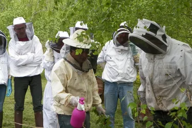 La santé des abeilles avec le GDSA 03