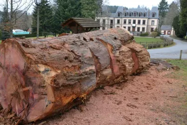 Un séquoia géant finit de disparaître