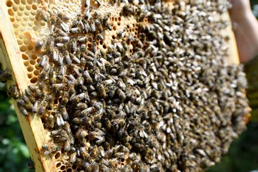 Attaque mortelle d'abeilles dans le Cantal : les précédents en France et dans le monde