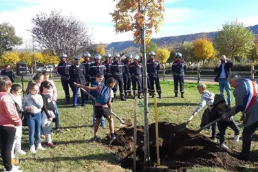 Les écoliers plantent un arbre de la paix