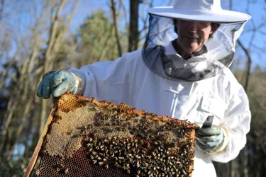 Un hiver doux comme actuellement favorise le risque de mortalité des abeilles