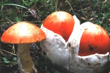 Le promeneur peut parfois passer à côté de champignons comestibles délicieux, mais prudence !