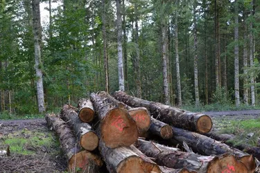 Les grosses scieries et industries rencontrent des difficultés d’approvisionnement en bois