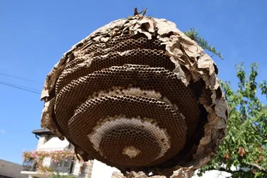 Un nouveau nid de 2000 frelons asiatiques découvert à Montluçon