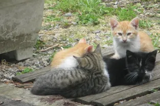 La Courtine : trois chatons abandonnés sont encore à adopter