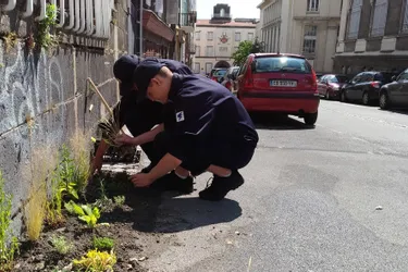 Les Clermontois vont pouvoir végétaliser leur ville