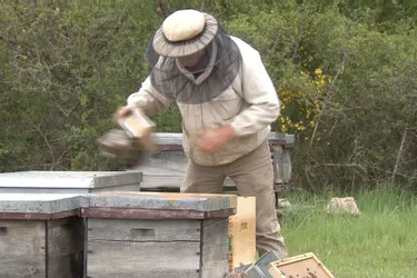 Un apiculteur de Saint-Ours-les-Roches (Puy-de-Dôme) fait face aux vols de ruches