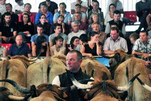 Quelque 500 animaux ont participé au concours national de la race, ce week-end, à Saint-Flour