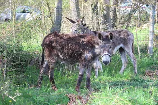 Deux ânes dans un piteux état délivrés à Molompize (Cantal)
