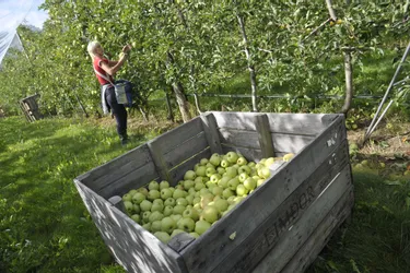 Pomme du Limousin : La coopérative Perlim et ses producteurs vont lancer la récolte d’ici deux semaines